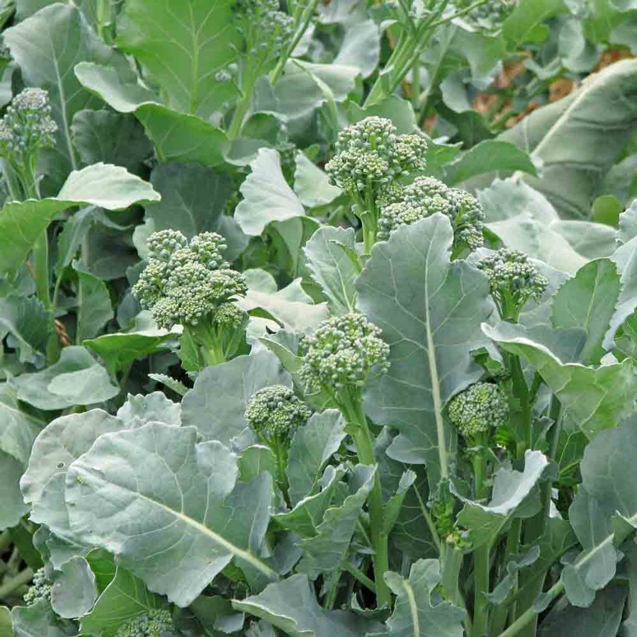 Broccoli Raab - Vegetables Growing Guide | Clever Garden